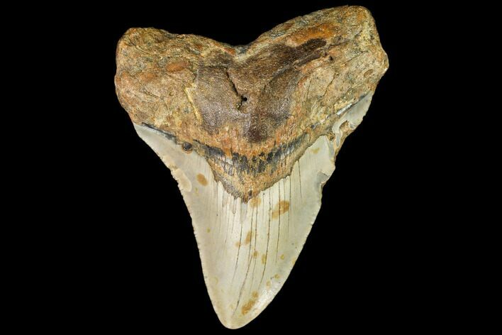 Bargain, Fossil Megalodon Tooth - North Carolina #109543